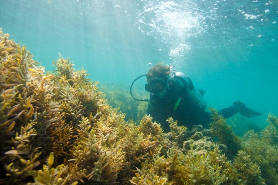 diver in the sea