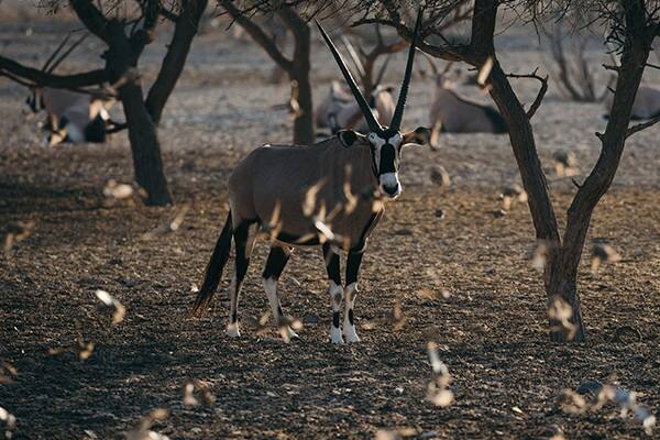 sir bani yas wildlife