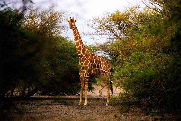 sir bani yas island wildlife