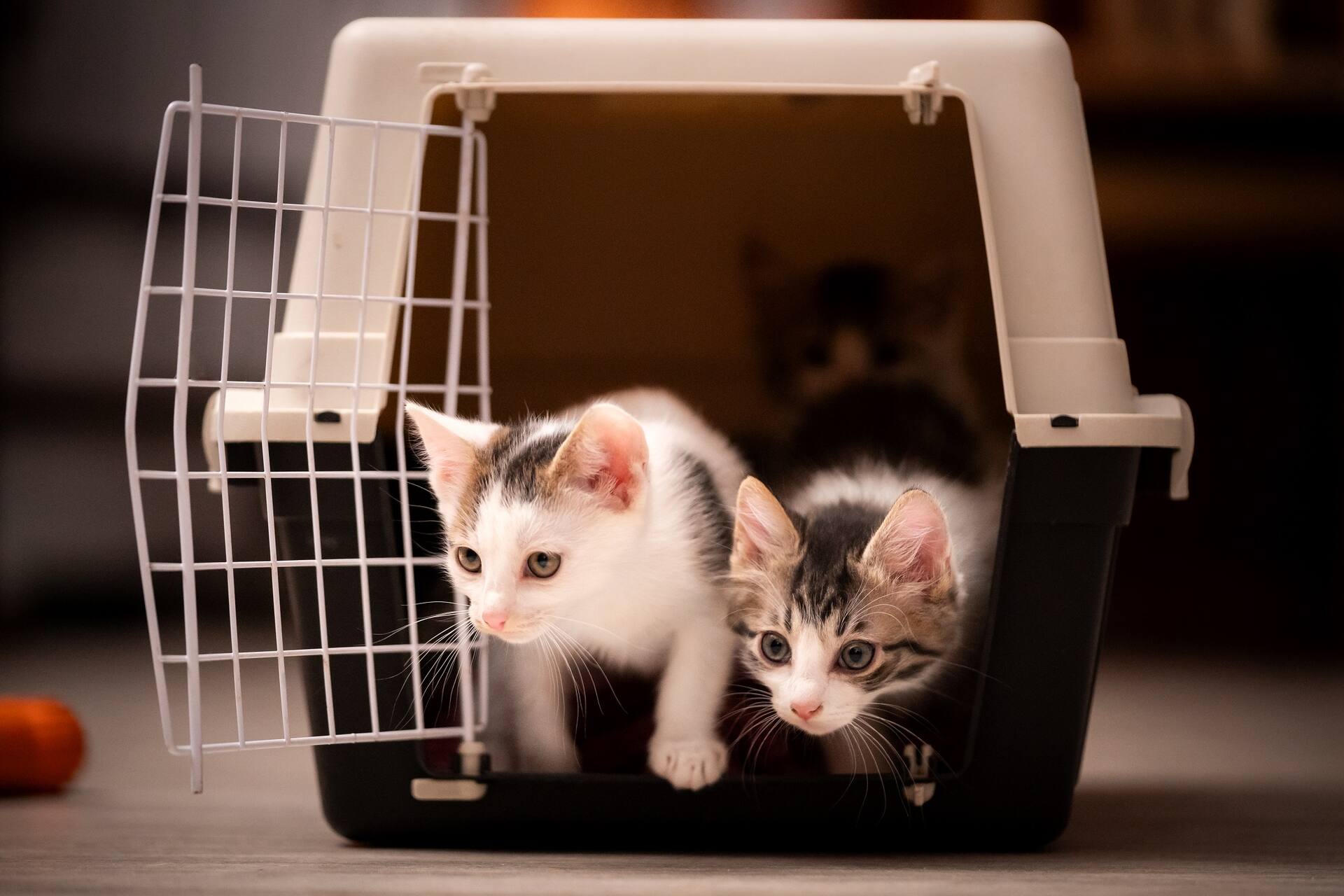 Pets