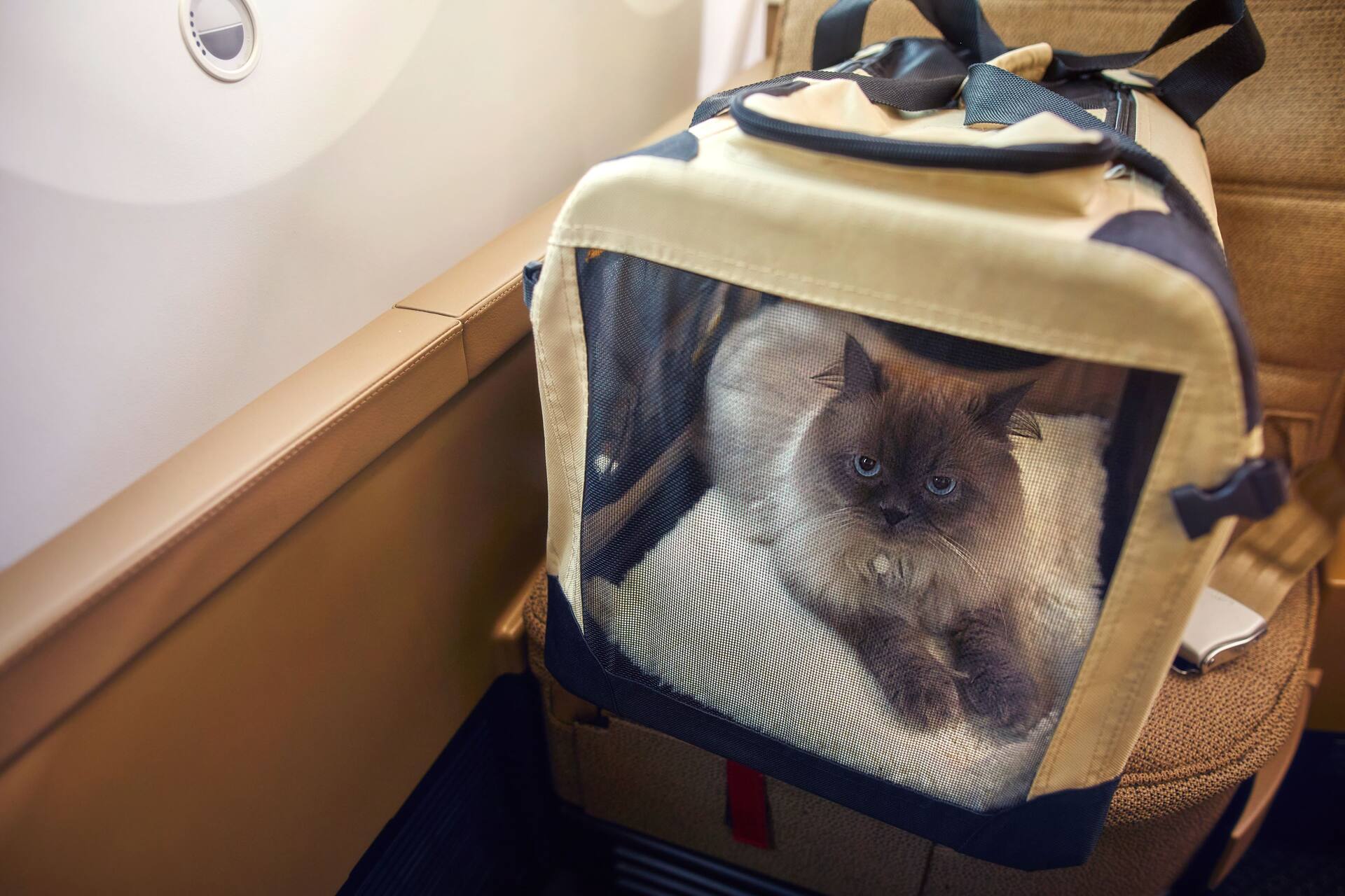 Travelling with pets